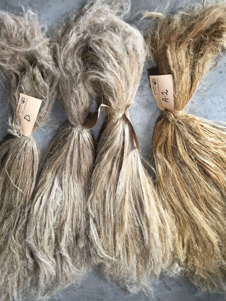 Flachs hat Potenzial